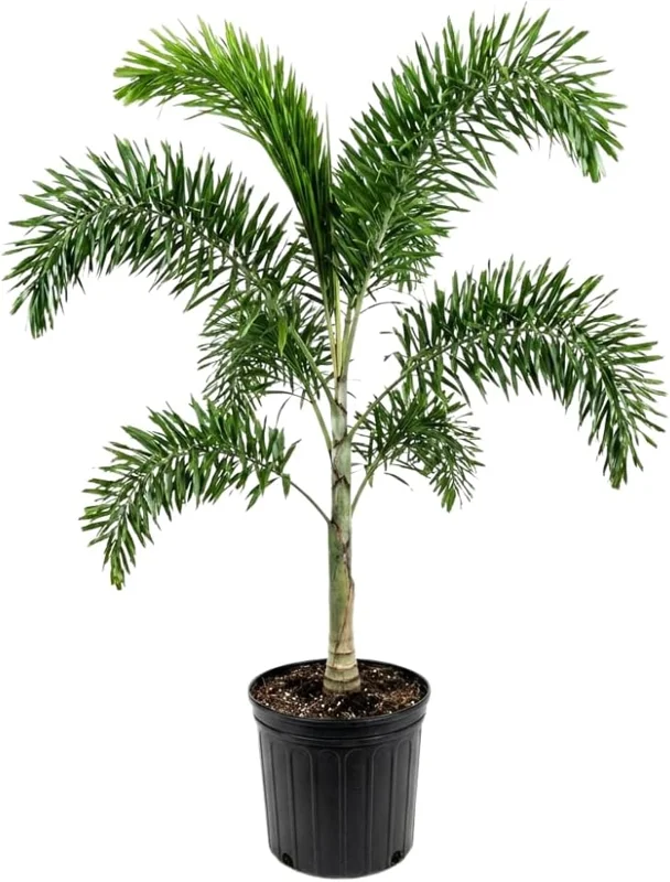 Palm Tree Live Plant 1 Gallon Pot - Indoor/Outdoor Houseplant, Green Leaves - Image 3