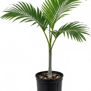 Palm Tree Live Plant 1 Gallon Pot - Indoor/Outdoor Houseplant, Green Leaves - Image 4