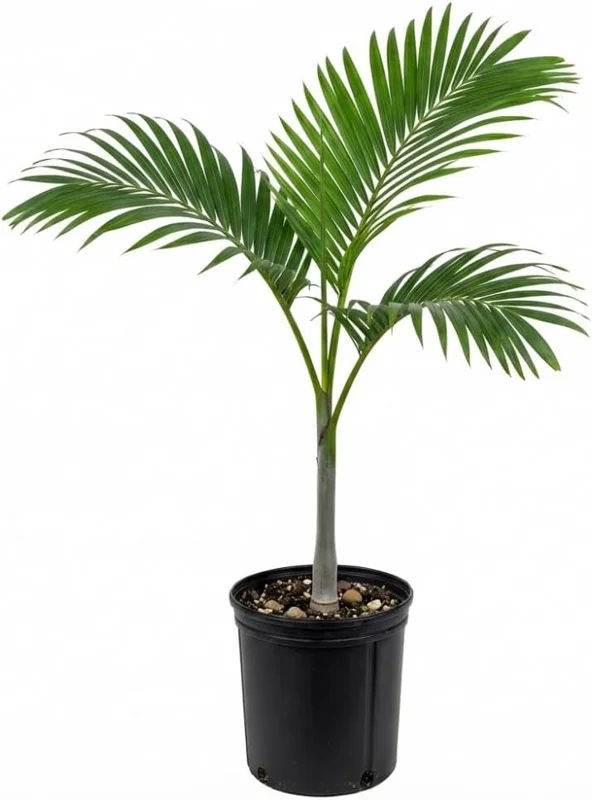 Palm Tree Live Plant 1 Gallon Pot - Indoor/Outdoor Houseplant, Green Leaves - Image 4