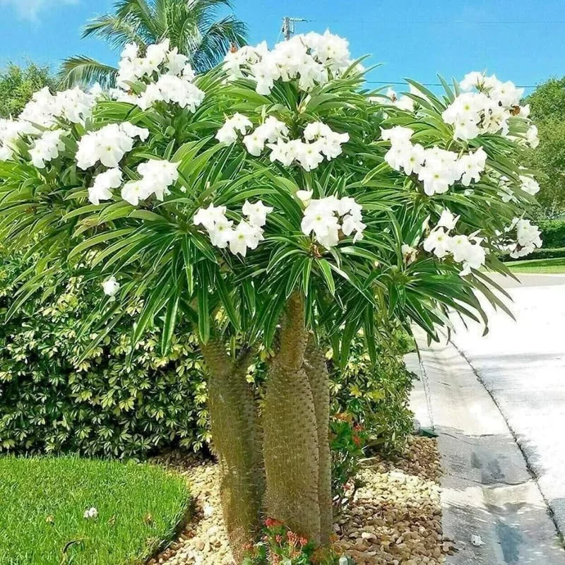 Palm Tree Live Plant 1 Gallon Pot - Indoor/Outdoor Houseplant, Green Leaves - Image 5