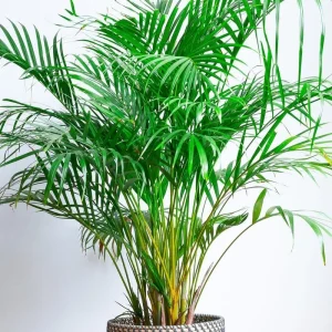 Palm Tree Live Plant 1 Gallon Pot - Indoor/Outdoor Houseplant, Green Leaves - Image 6