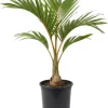 Palm Tree Live Plant 1 Gallon Pot - Indoor/Outdoor Houseplant, Green Leaves - Image 1