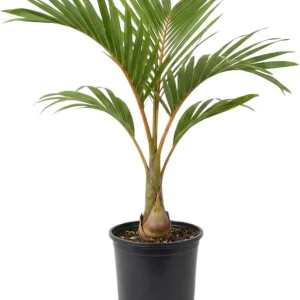 Palm Tree Live Plant 1 Gallon Pot - Indoor/Outdoor Houseplant, Green Leaves - Image 1