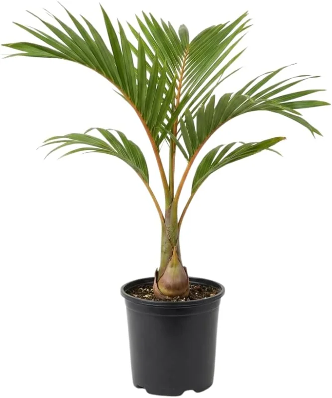 Palm Tree Live Plant 1 Gallon Pot - Indoor/Outdoor Houseplant, Green Leaves - Image 1