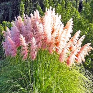 Pampas Grass Live Plants – 3-Pack Ornamental Grass in 2.5