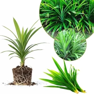 Pandan Live Plant 4-6