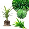 Pandan Live Plant 4-6" Tall - Fragrant Herb for Indoor & Outdoor Growing - Image 1