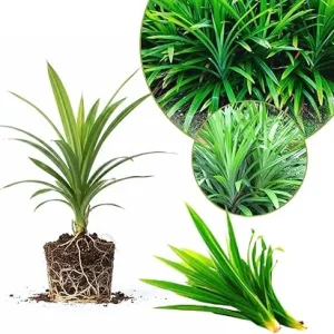Pandan Live Plant 4-6