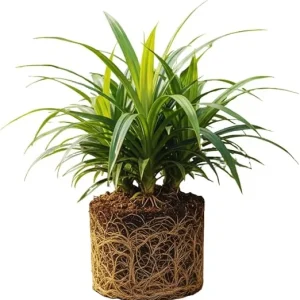 Pandan Live Plant for Garden, Rooted, 4-6 Inches Tall, Full Sun - Image 3
