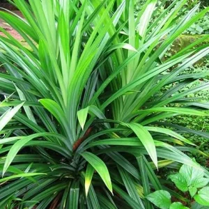 Pandan Live Plant - Indoor Outdoor Herb, 5-7 Inches Tall, Fragrant Perennial - Image 4