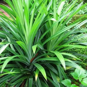 Pandan Live Plant - Indoor Outdoor Herb, 5-7 Inches Tall, Fragrant Perennial - Image 5