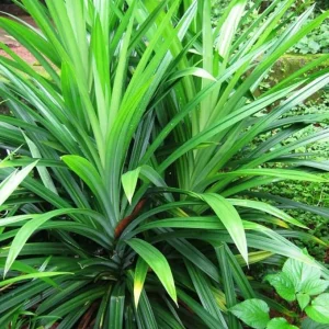 Pandan Live Plant - Indoor Outdoor Herb, 5-7 Inches Tall, Fragrant Perennial - Image 6