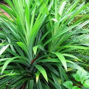 Pandan Live Plant - Indoor Outdoor Herb, 5-7 Inches Tall, Fragrant Perennial - Image 1