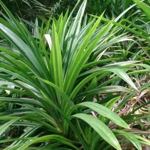 Pandan Live Plant - Pandanus amaryllifolius - Asian Cooking Herb - 5 in Tall - Image 1