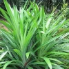 Pandan Plant Live, 5-8 Inches Tall, Well Rooted, Indoor & Outdoor - Image 1