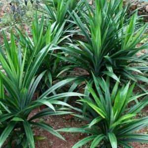 Pandan Plant Live Herb for Planting - Indoor/Outdoor Perennial - 5-8 Inches Tall - Image 2