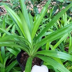 Pandan Plant Live Herb - Well-Rooted 4-6