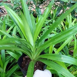 Pandan Plant Live Herb - Well-Rooted 4-6