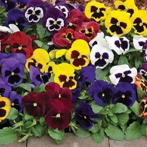 Pansies Live Plants - 2 Pack Colorful Flowers in 4 Inch Pots for Outdoor Garden - Image 5