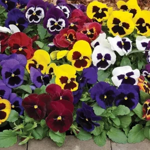 Pansies Live Plants - 2 Pack Colorful Flowers in 4 Inch Pots for Outdoor Garden - Image 6