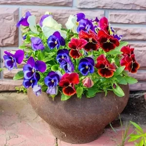 Pansy Live Plant 3-Pack - Colorful Flowering Plants in 4-Inch Pots for Indoor/Outdoor - Image 3