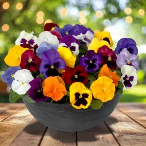 Pansy Mix Live Plant, Viola Perennial Flowers, Mixed Colors, 3-5 Inches Tall in 4