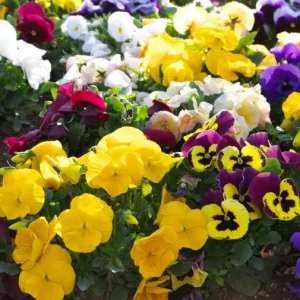 Pansy Mix Live Plant, Viola Perennial Flowers, Mixed Colors, 3-5 Inches Tall in 4
