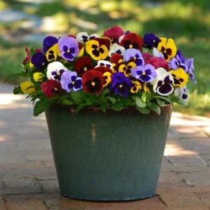 Pansy Mix Live Plant, Viola Perennial Flowers, Mixed Colors, 3-5 Inches Tall in 4