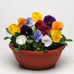 Pansy Mix Live Plant, Viola Perennial Flowers, Mixed Colors, 3-5 Inches Tall in 4