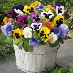 Pansy Mix Live Plant, Viola Perennial Flowers, Mixed Colors, 3-5 Inches Tall in 4