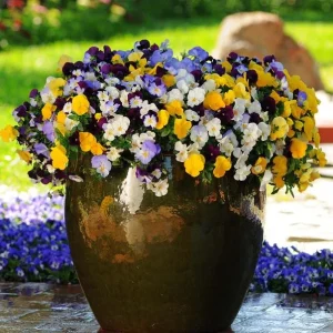 Pansy Mix Live Plant, Viola Perennial Flowers, Mixed Colors, 3-5 Inches Tall in 4