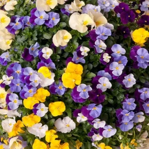 Pansy Mix Live Plant, Viola Perennial Flowers, Mixed Colors, 3-5 Inches Tall in 4