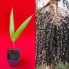 Para Dwarf Acai Palm Tree Live Plant – 5-9'' Tall Seedling in 2.5'' Pot - Image 1