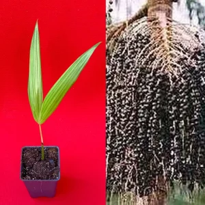 Para Dwarf Acai Palm Tree Live Plant – 5-9'' Tall Seedling in 2.5'' Pot - Image 1