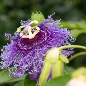 Passiflora Incarnata Live Plant - Maypop Passion Flower Vine, 5-7 Inch Tall - Image 3