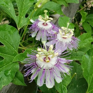 Passiflora Incarnata Live Plant - Maypop Passion Flower Vine, 5-7 Inch Tall - Image 4
