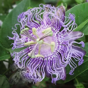 Passiflora Incarnata Live Plant - Maypop Passion Flower Vine, 5-7 Inch Tall - Image 5
