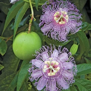 Passiflora Incarnata Live Plant - Maypop Passion Flower Vine, 5-7 Inch Tall - Image 7