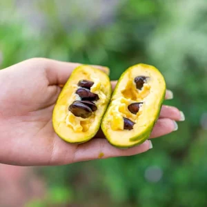 Paw Paw Tree Live Plant – 1ft Tall Well-Rooted Fruit Tree for Gardens - Image 3