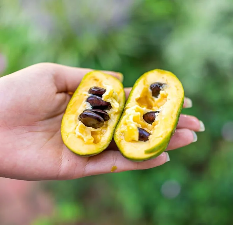 Paw Paw Tree Live Plant – 1ft Tall Well-Rooted Fruit Tree for Gardens - Image 3