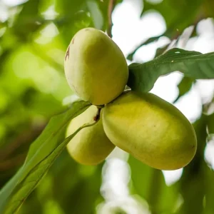 Paw Paw Tree Live Plant – 1ft Tall Well-Rooted Fruit Tree for Gardens - Image 4