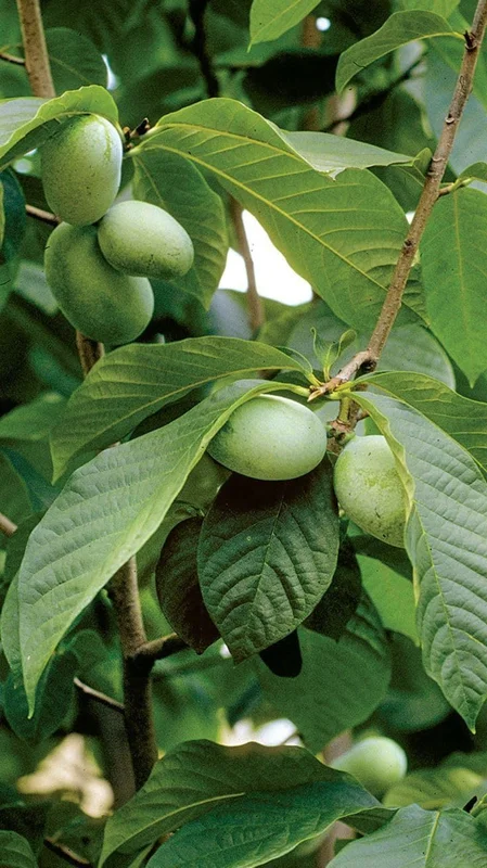 Paw Paw Tree Live Plant – 1ft Tall Well-Rooted Fruit Tree for Gardens - Image 5