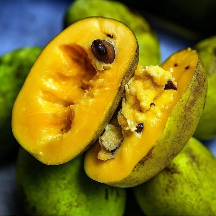 Paw Paw Tree Live Plant – 1ft Tall Well-Rooted Fruit Tree for Gardens - Image 6