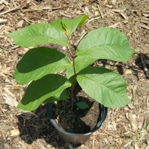 Paw Paw Tree Live Plant, 6-12 inches Tall, Cold Hardy Asimina Triloba - Image 4