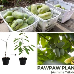 Paw Paw Tree Live Plant, 6-12 inches Tall, Cold Hardy Asimina Triloba - Image 5