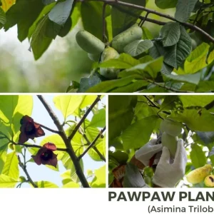 Paw Paw Tree Live Plant, 6-12 inches Tall, Cold Hardy Asimina Triloba - Image 6