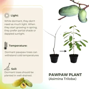 Paw Paw Tree Live Plant, 6-12 inches Tall, Cold Hardy Asimina Triloba - Image 9