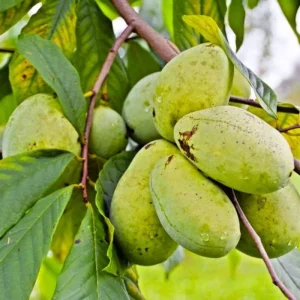 Paw Paw Tree Live Plant, 6-12 inches Tall, Cold Hardy Asimina Triloba - Image 1