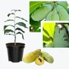 Paw Paw Tree Live Plants - 2 Bare Roots, 6-11 Inches Tall, Outdoor - Image 1