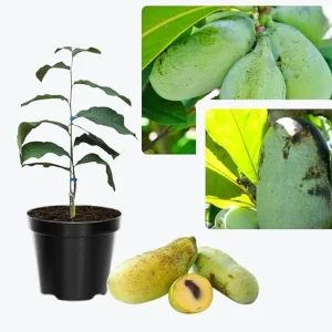 Paw Paw Tree Live Plants - 2 Bare Roots, 6-11 Inches Tall, Outdoor - Image 7